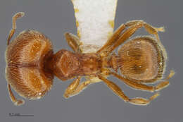 Image of Pheidole