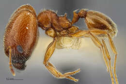 Image of Pheidole