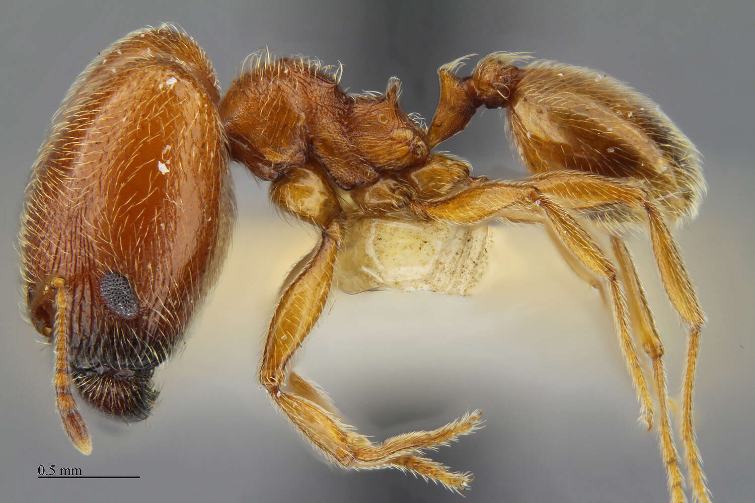 Image of Pheidole