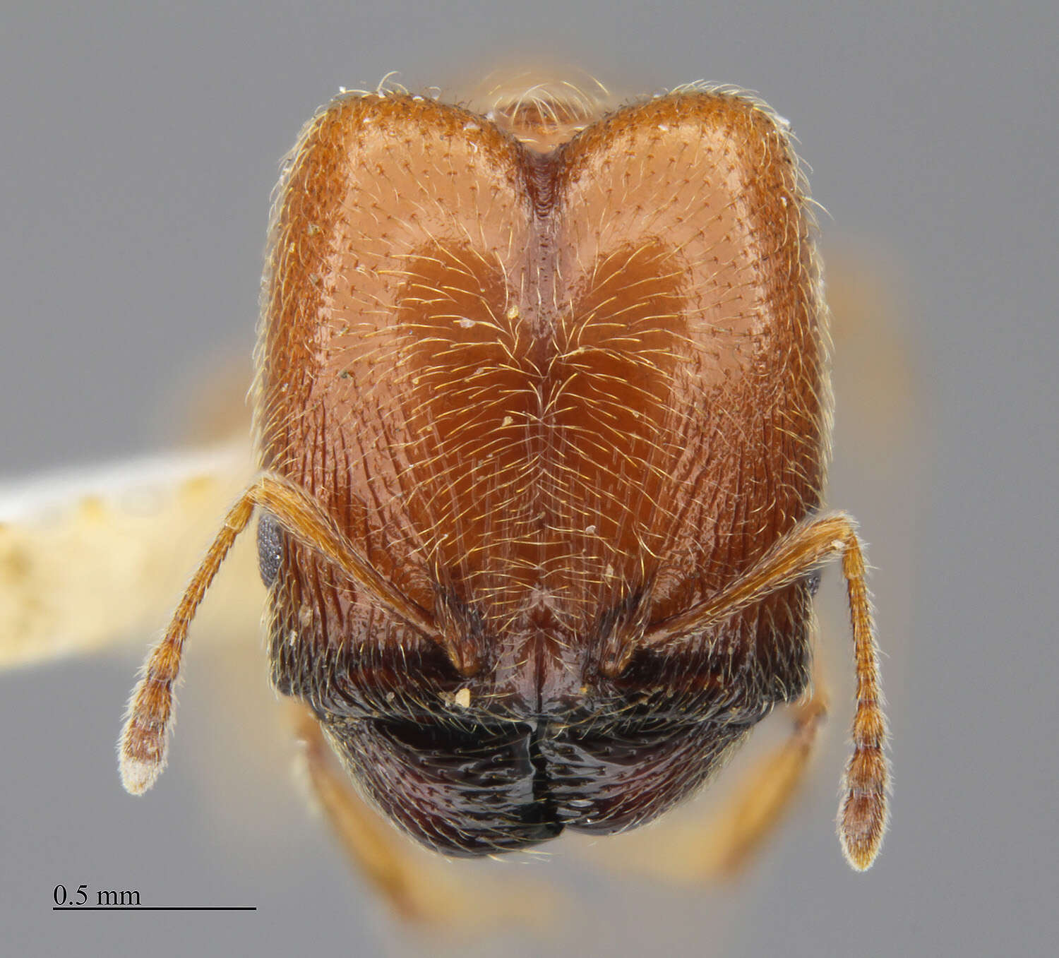 Image of Pheidole