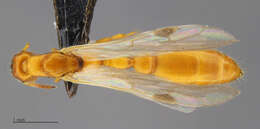 Image of Tetraponera ambigua (Emery 1895)