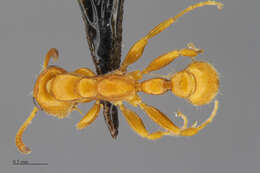 Image of Tetraponera ambigua (Emery 1895)