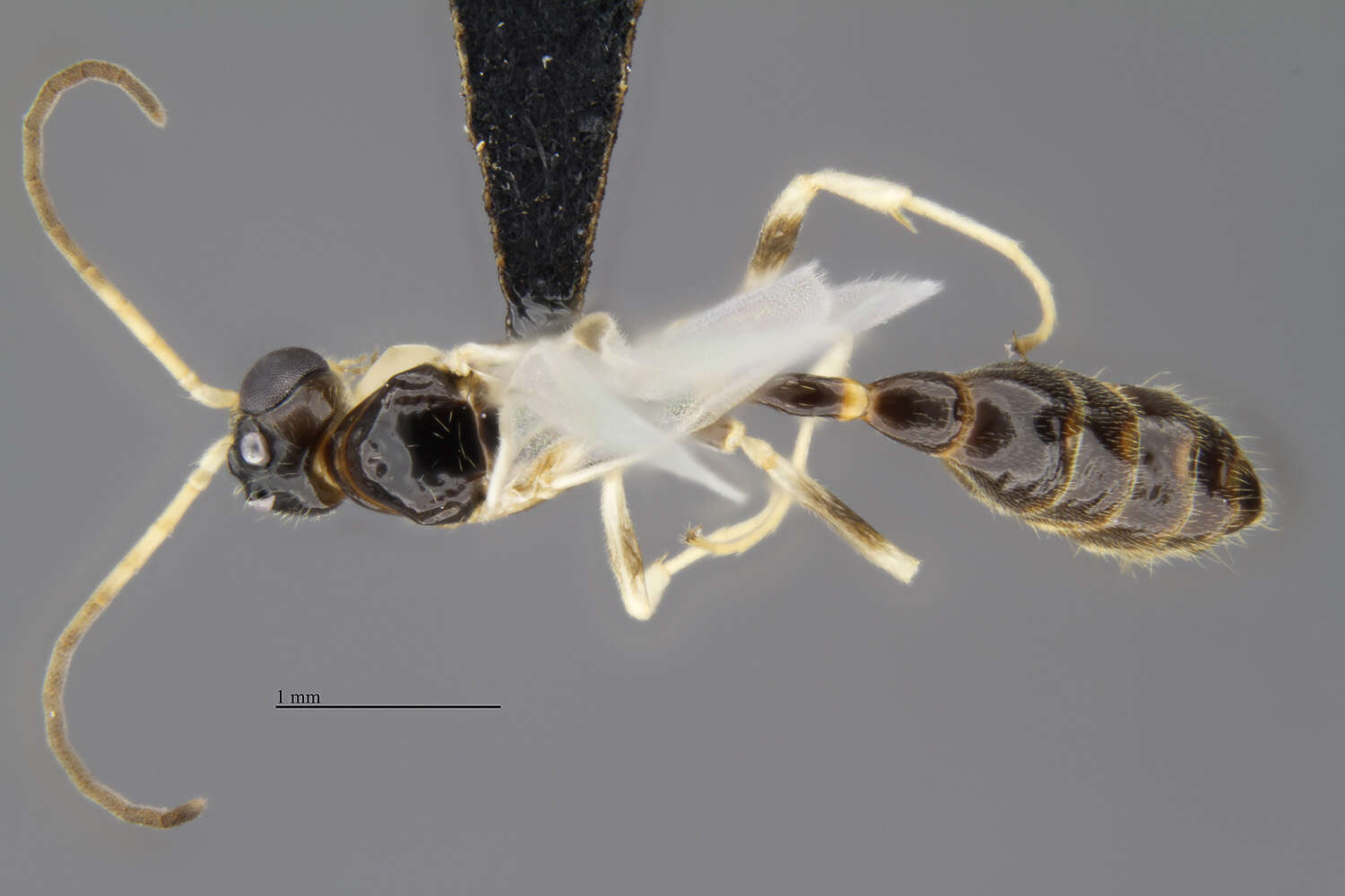 Image of Tetraponera ambigua (Emery 1895)