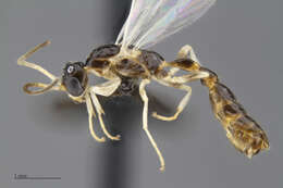 Image of Tetraponera ambigua (Emery 1895)