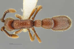 Image of Ant