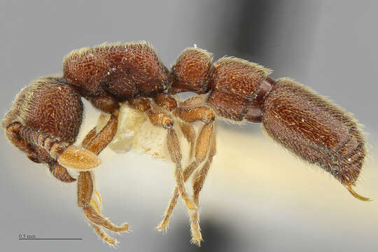 Image of Ant