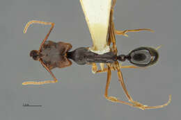 Image of Rough-node Snapping Ant