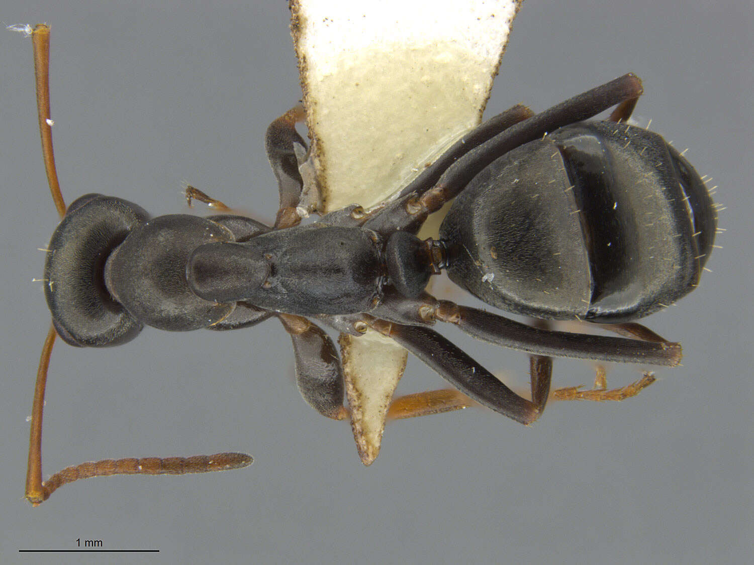 Image of Negro ant