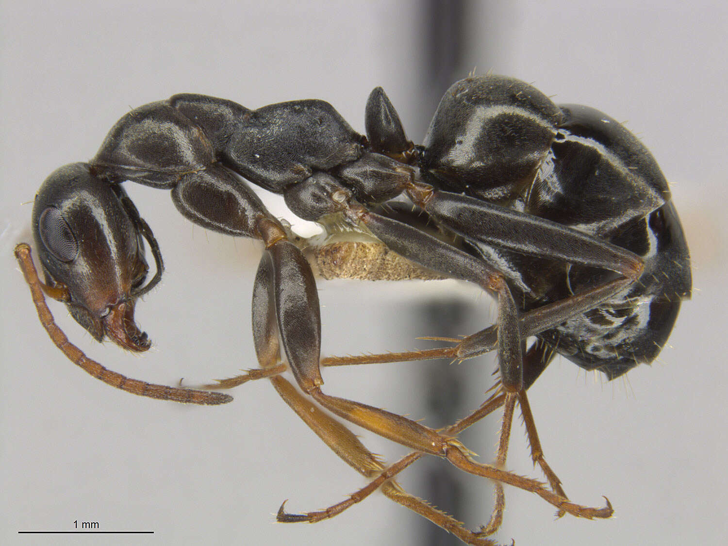 Image of Negro ant