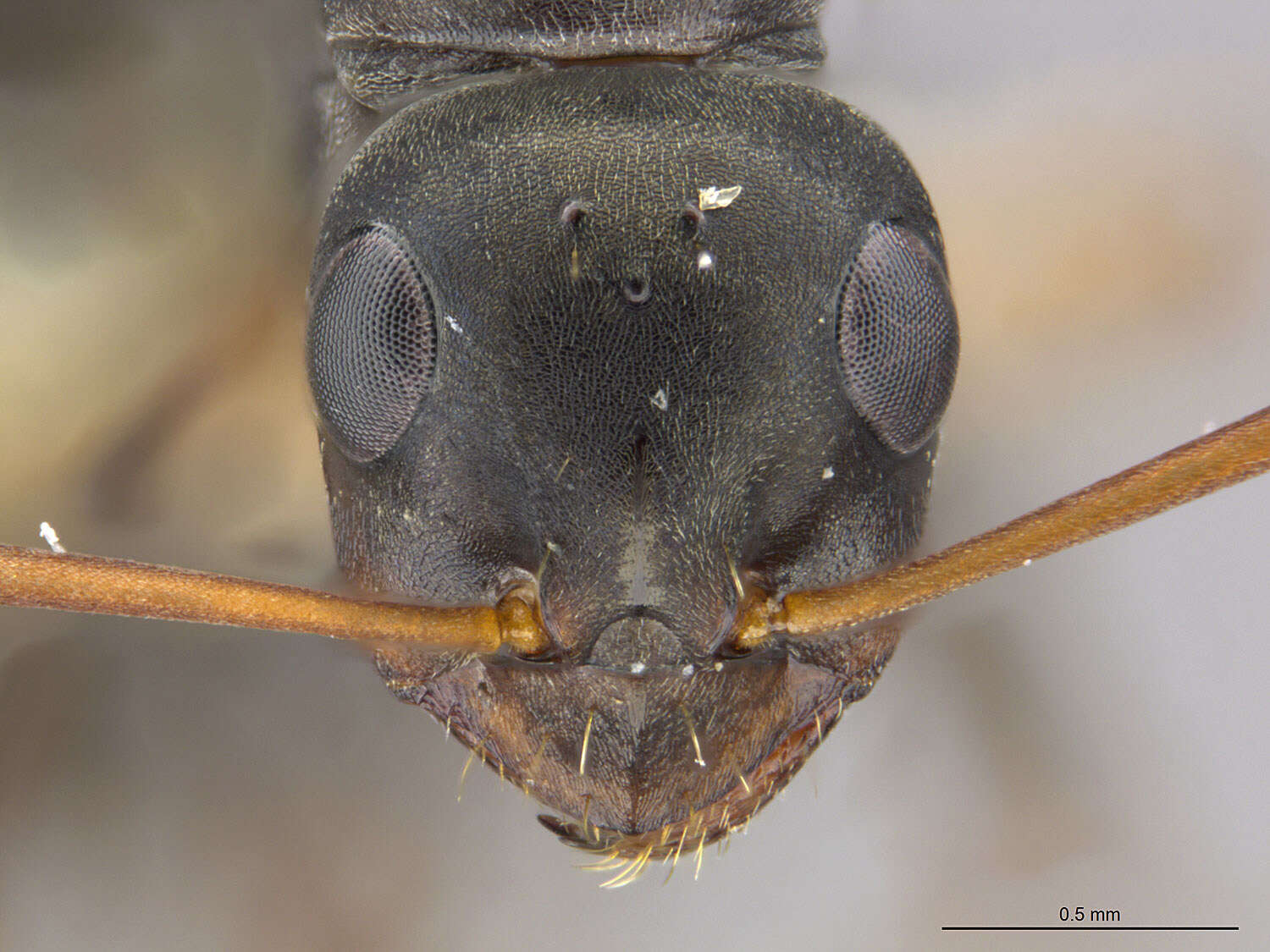 Image of Negro ant