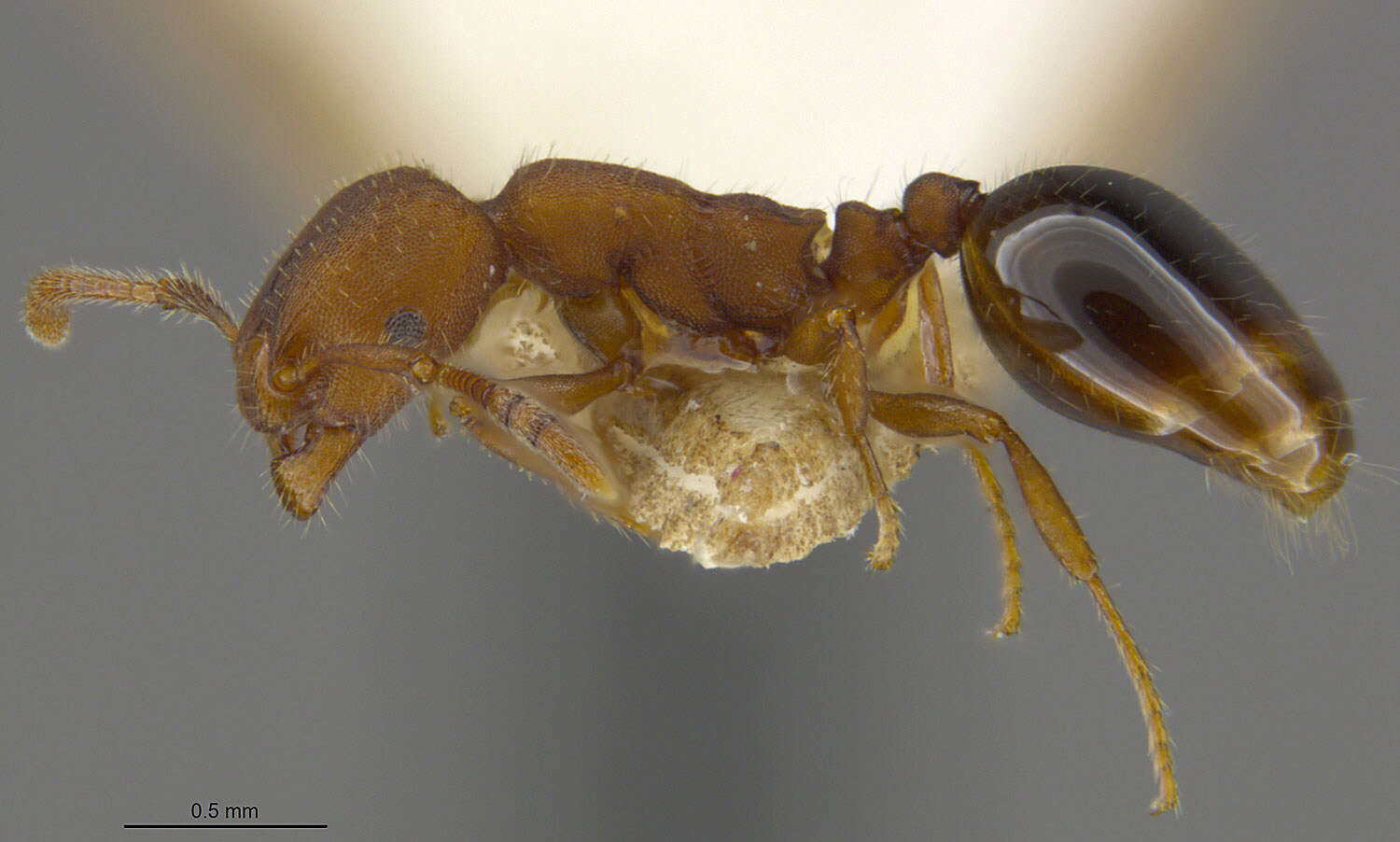 Plancia ëd Formicoxenus diversipilosus (Smith 1939)