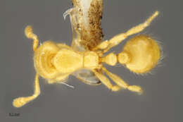 Image of Fire Ants and Thief Ants