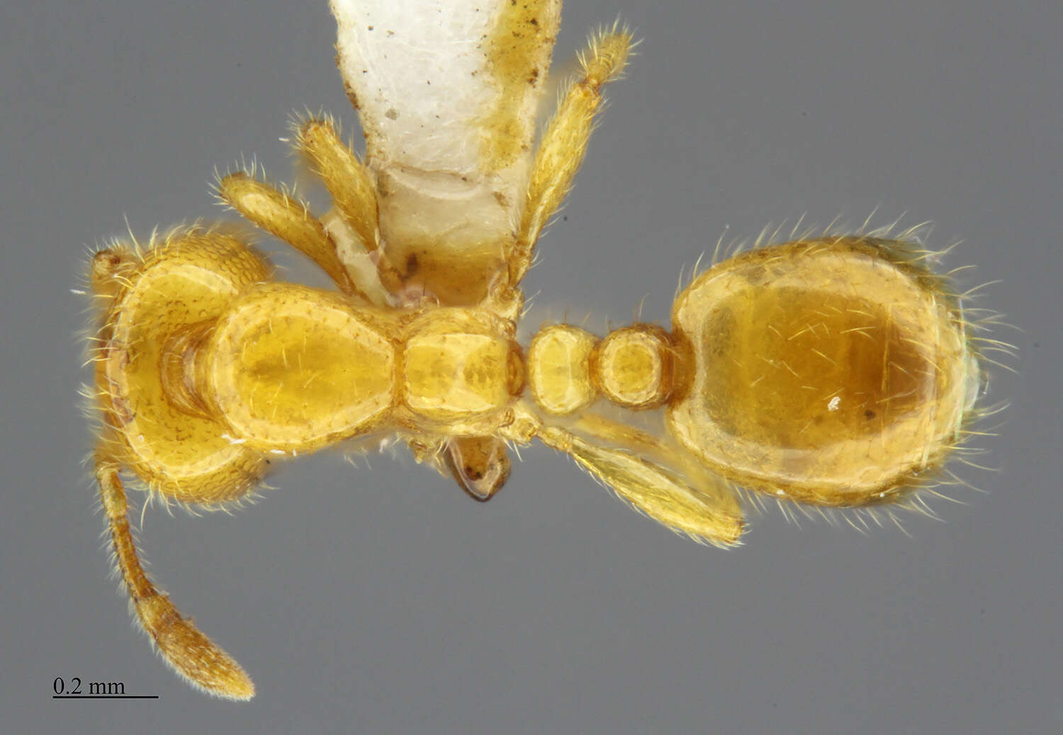 Image of Solenopsis punctaticeps Mayr 1865