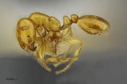 Image of Solenopsis punctaticeps Mayr 1865