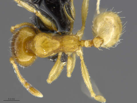 Image of Pheidole cerebrosior Wheeler 1915