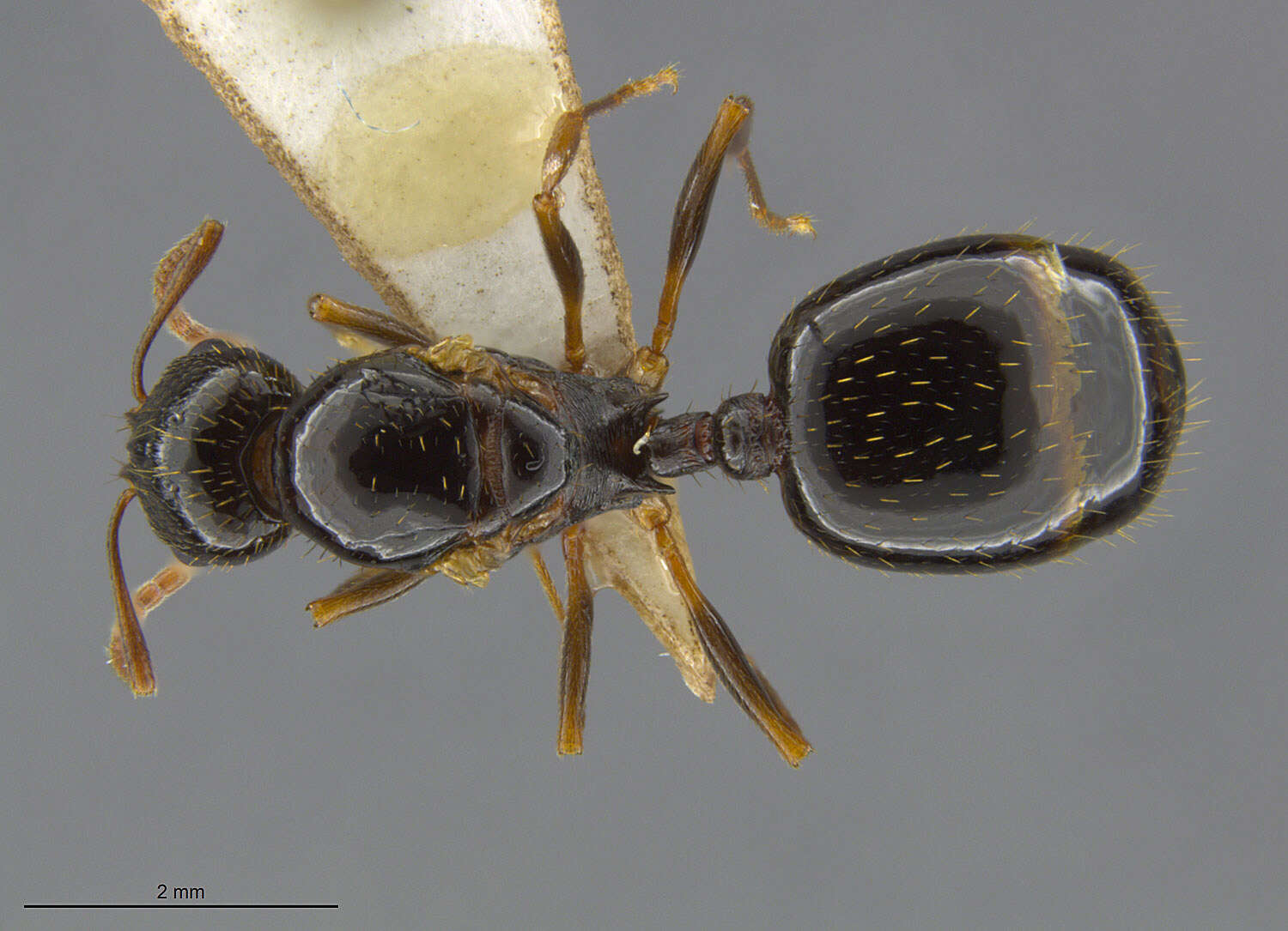 Image of Aphaenogaster occidentalis (Emery 1895)