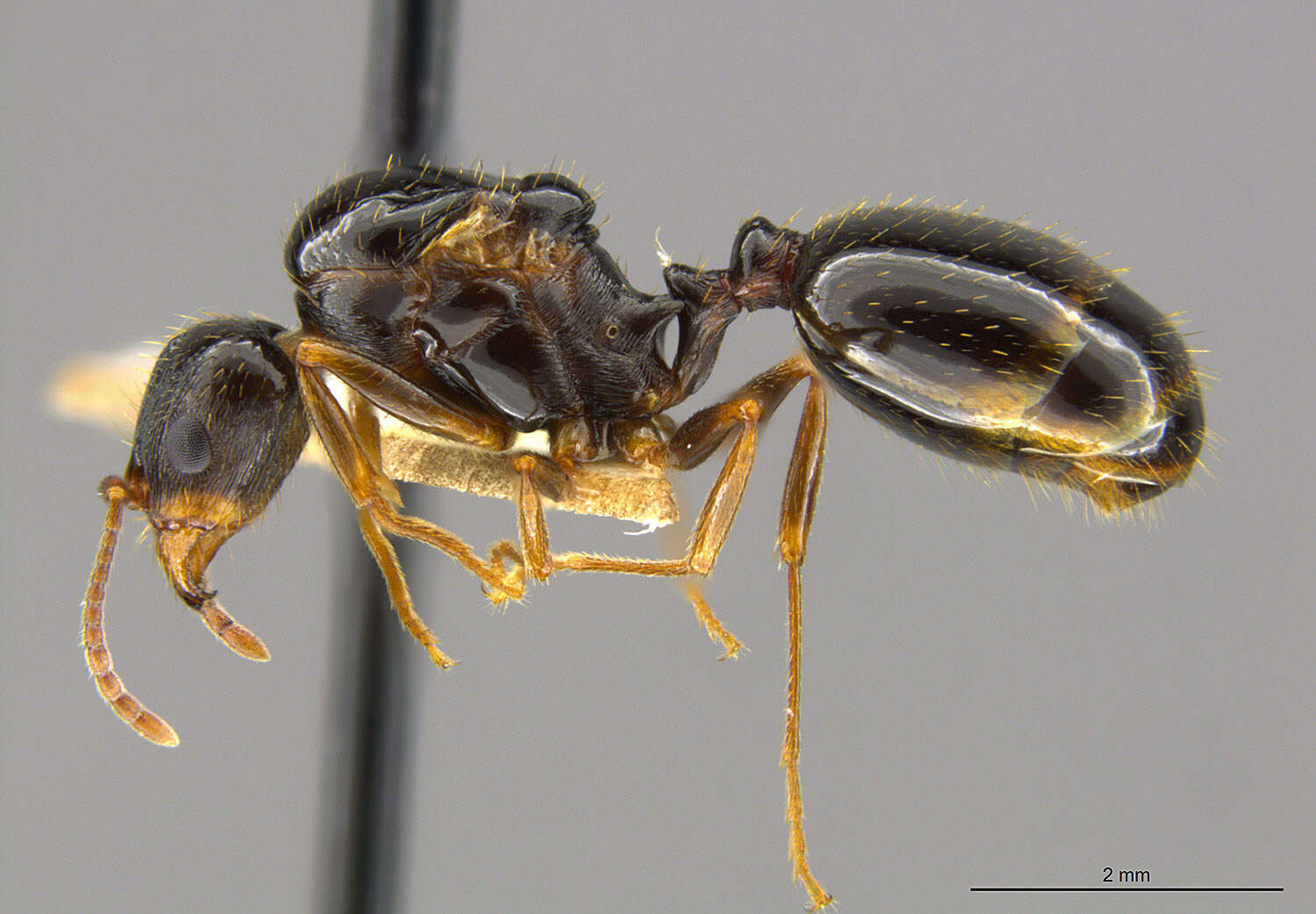 Image of Aphaenogaster occidentalis (Emery 1895)