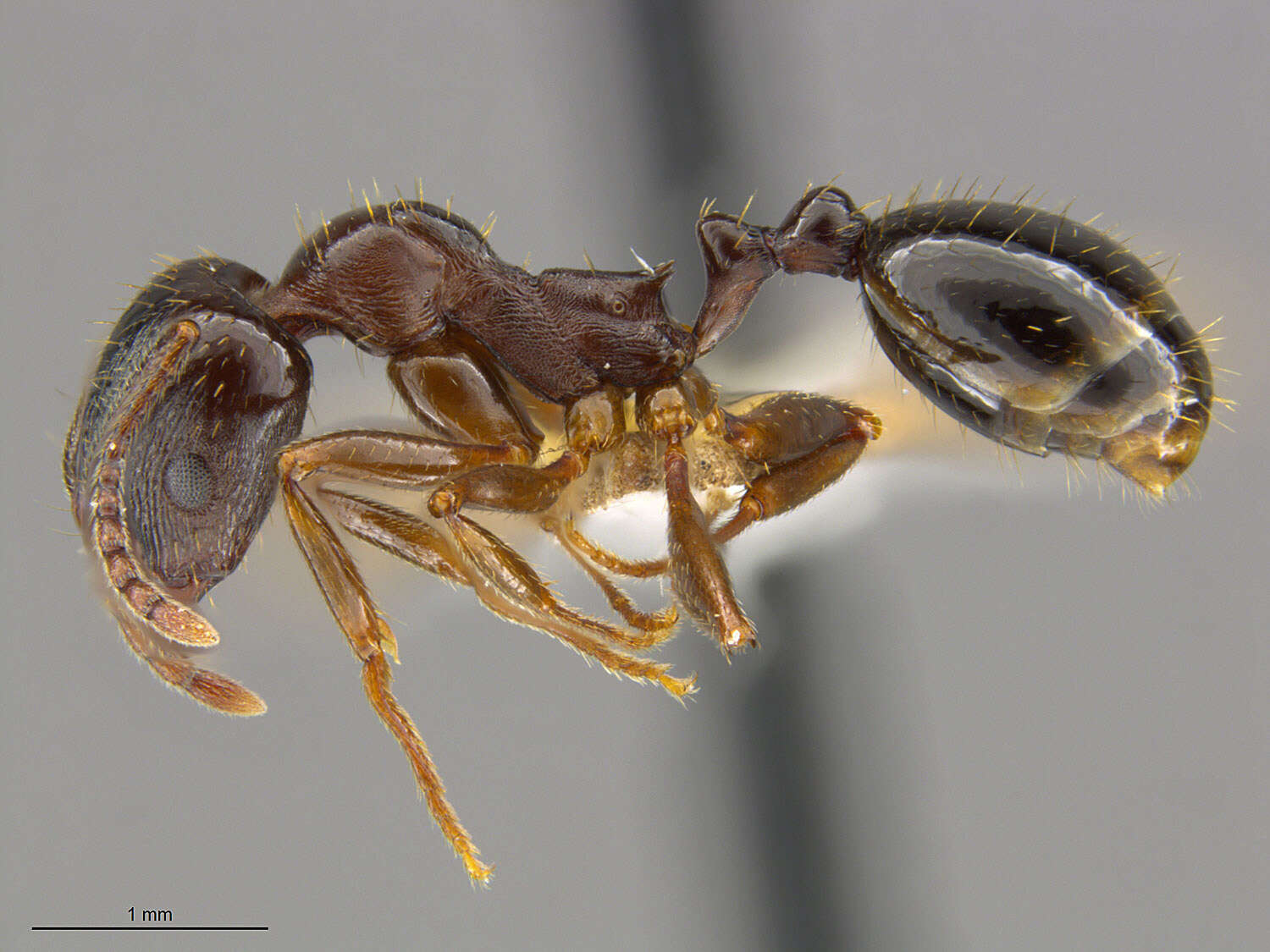 Image of Aphaenogaster occidentalis (Emery 1895)