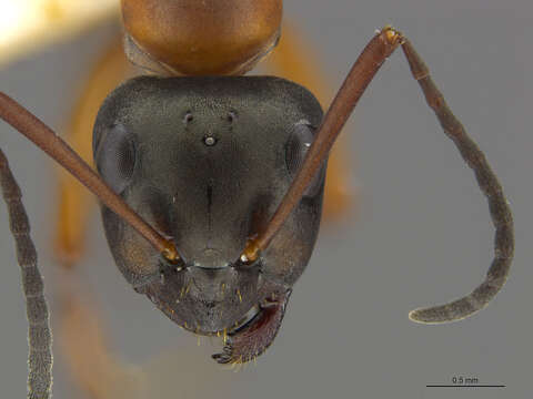 Imagem de Formica neorufibarbis Emery 1893