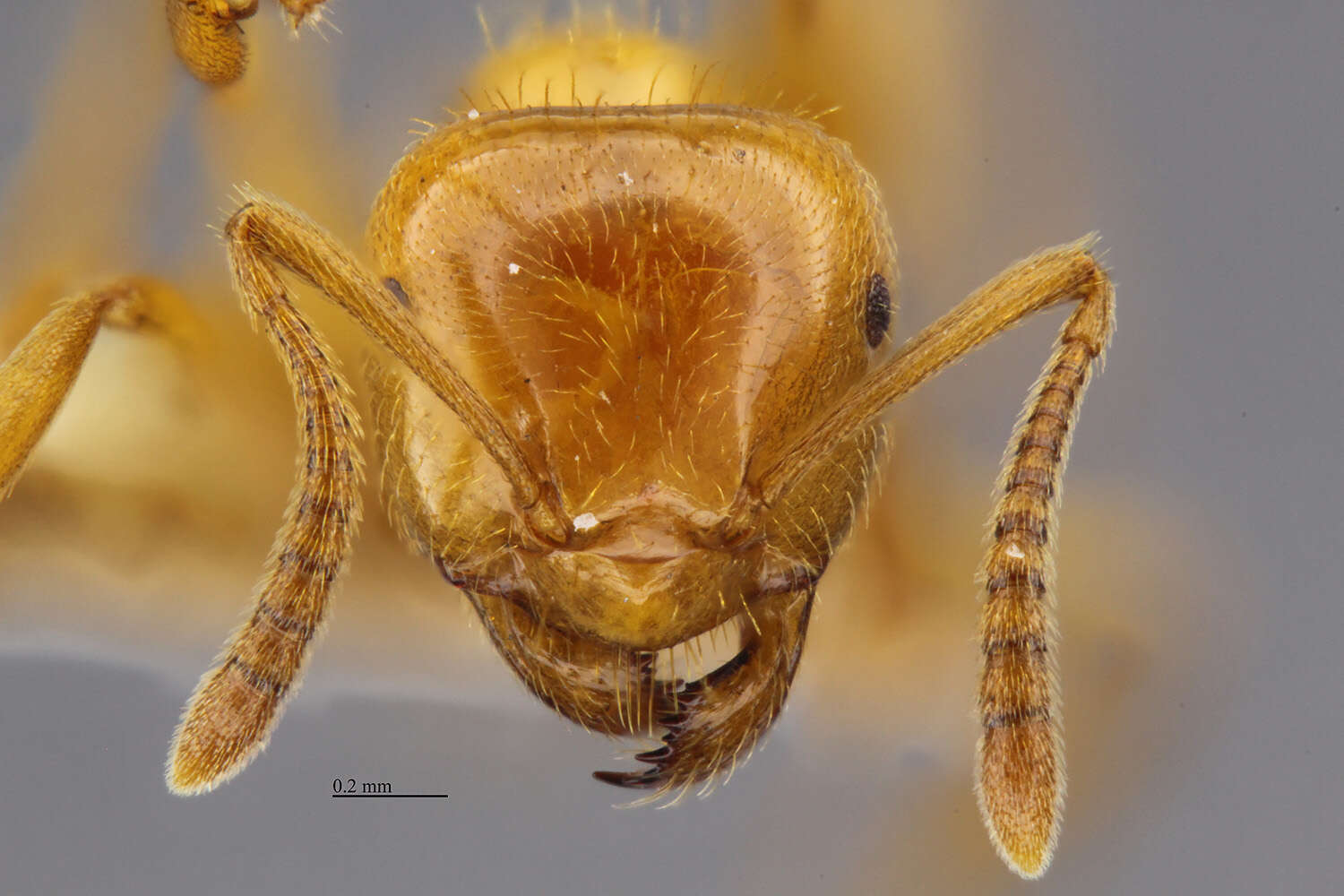 Plancia ëd <i>Lasius coloradensis</i>