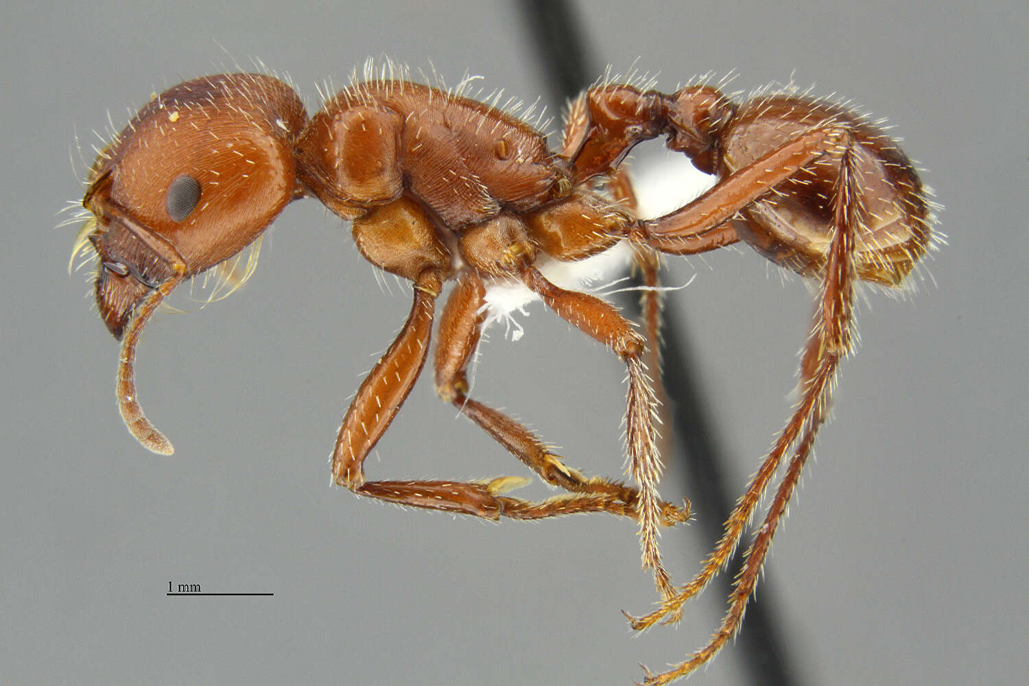 Image of Pogonomyrmex apache Wheeler 1902