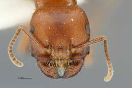 Image of Pogonomyrmex apache Wheeler 1902