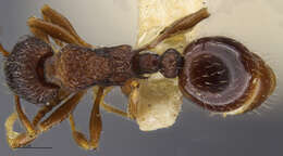 Imagem de Myrmica tahoensis Weber 1948