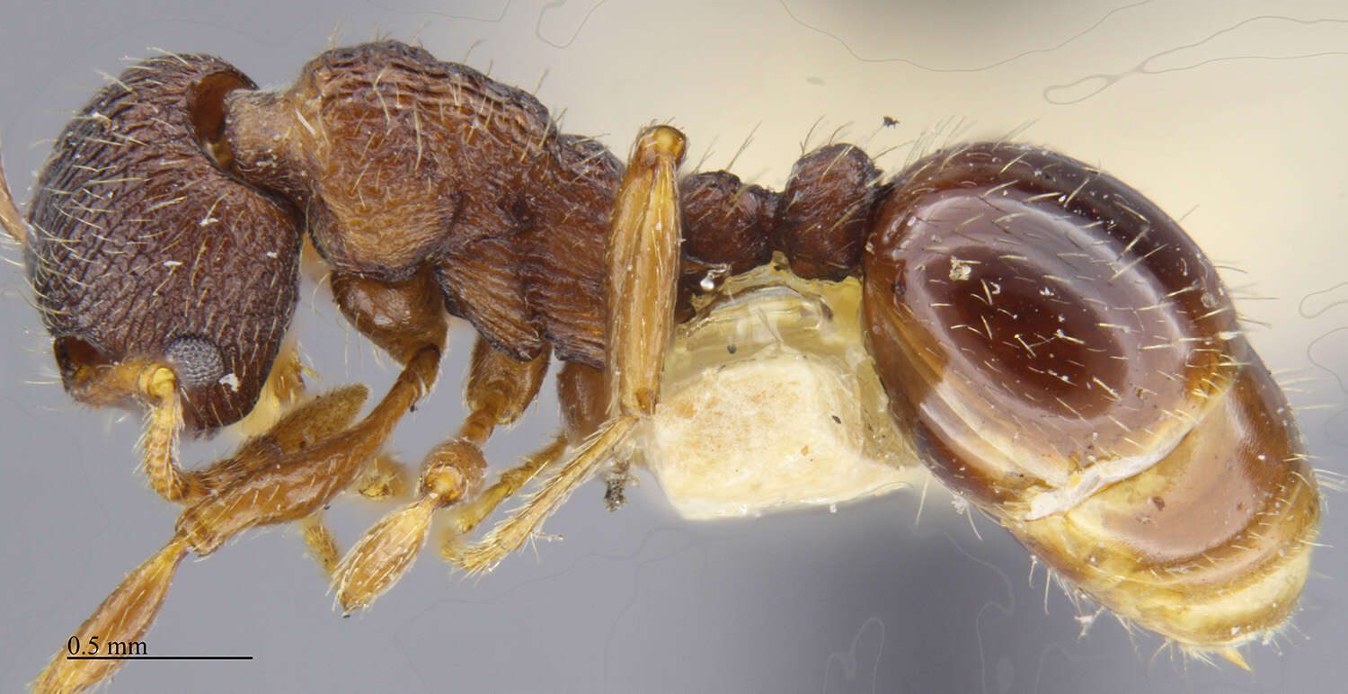 Imagem de Myrmica tahoensis Weber 1948