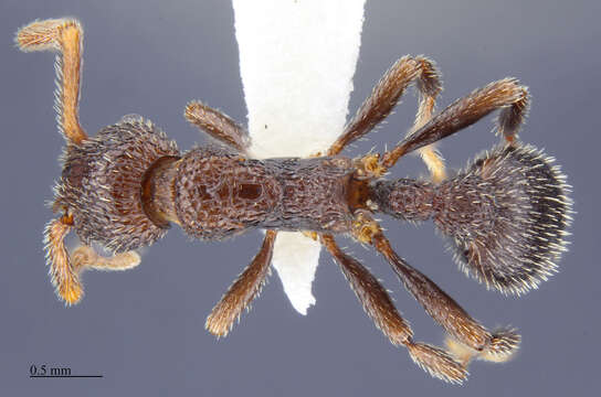 Image of Myrmica rugiventris (Smith 1943)