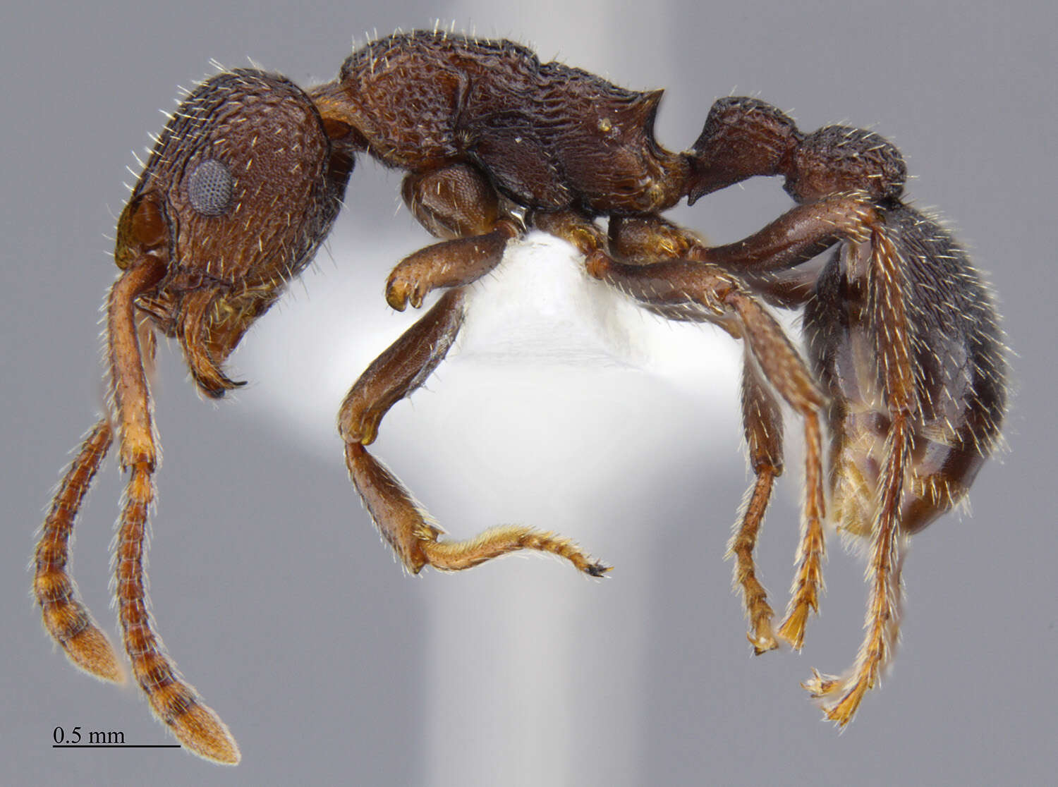 Image of Myrmica rugiventris (Smith 1943)