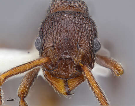 Image of Myrmica rugiventris (Smith 1943)