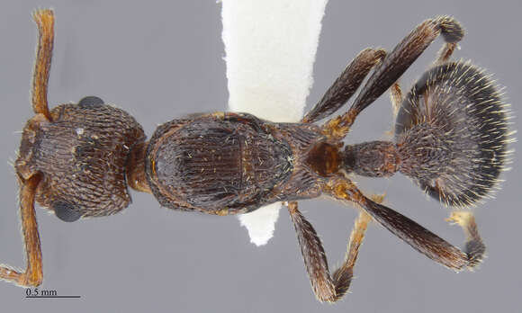 Image of Myrmica rugiventris (Smith 1943)