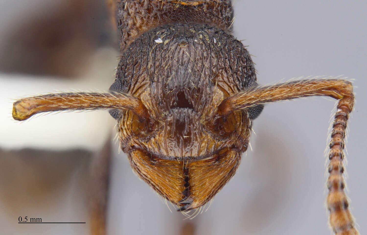 Image of Myrmica rugiventris (Smith 1943)