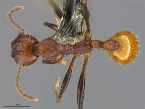 Image of Aphaenogaster lamellidens Mayr 1886