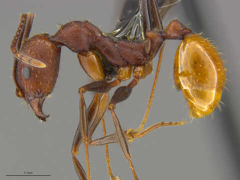 Image of Aphaenogaster lamellidens Mayr 1886