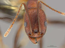Image of Aphaenogaster lamellidens Mayr 1886