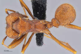 Image of Acromyrmex versicolor (Pergande 1894)