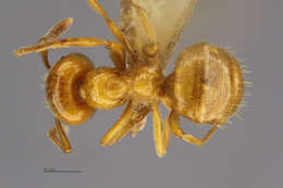 Plancia ëd <i>Lasius coloradensis</i>