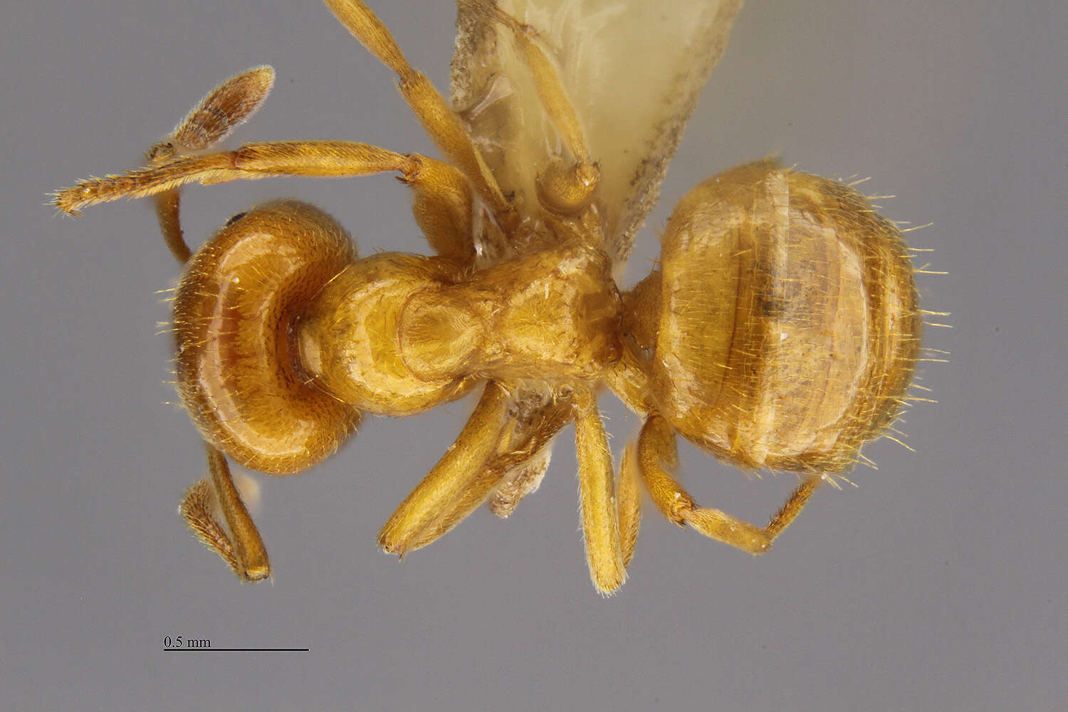 Plancia ëd <i>Lasius coloradensis</i>