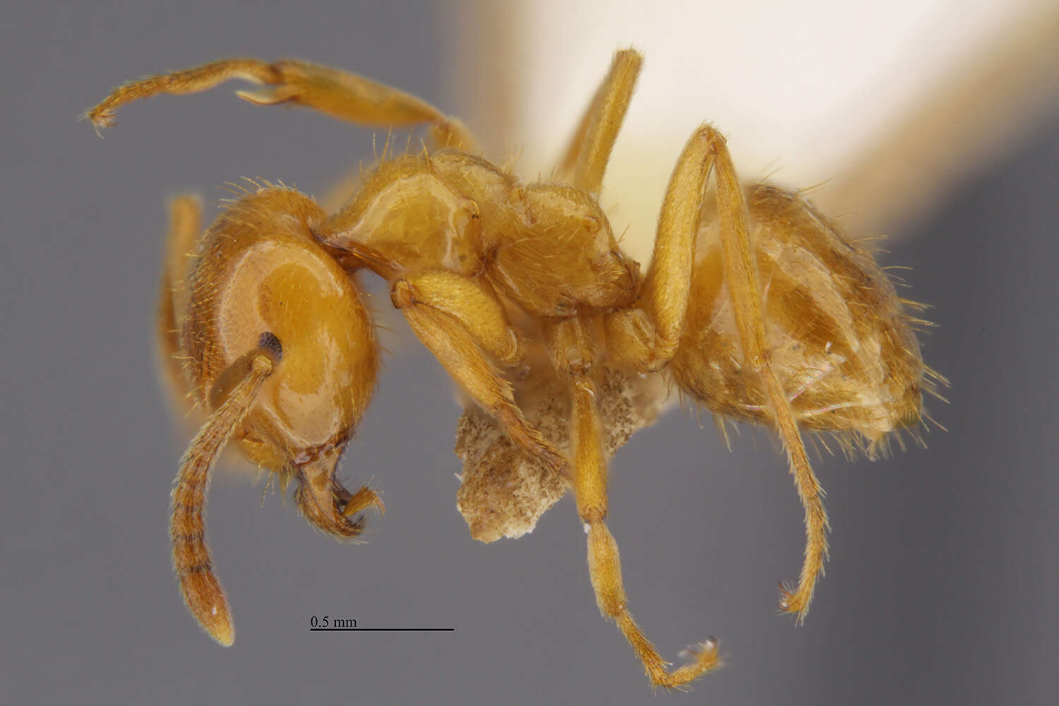 Plancia ëd <i>Lasius coloradensis</i>