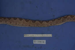 Image of <i>Leptodeira septentrionalis larcorum</i>