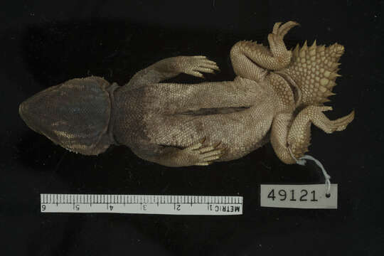 Image of (Dwarf) Turnip Tail Agama