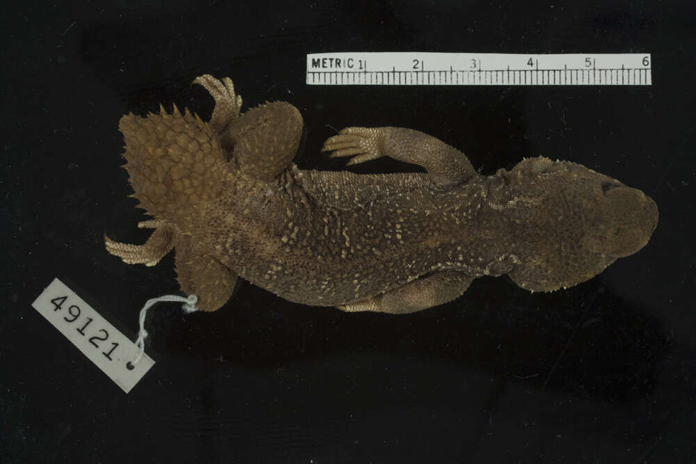 Image of (Dwarf) Turnip Tail Agama