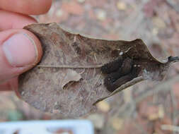 Image of Velvet worm