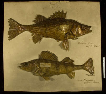 Image of White Perch