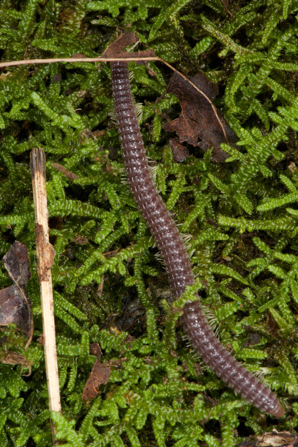 Image of millipedes