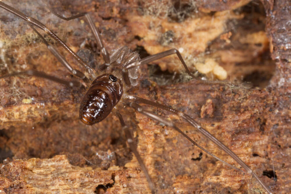 Image of Sabacon cavicolens (Packard 1884)