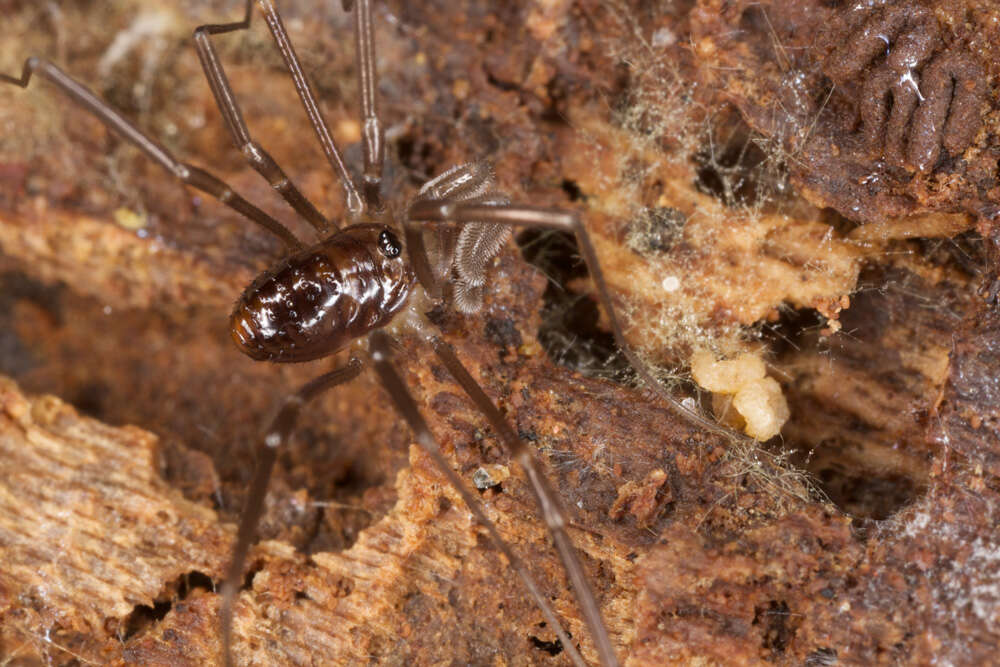 Image of Sabacon cavicolens (Packard 1884)