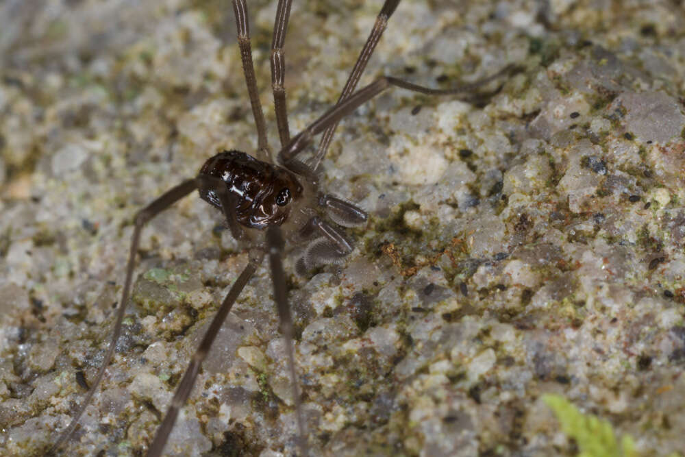 Image of Sabacon cavicolens (Packard 1884)