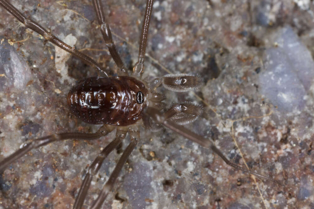 Image of Sabacon cavicolens (Packard 1884)